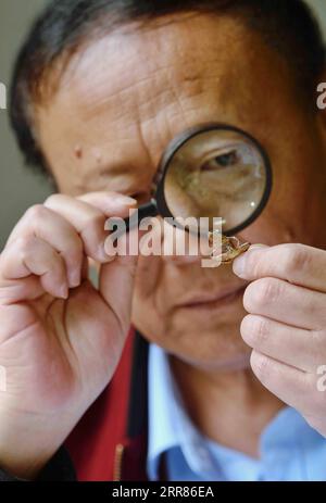 210421 -- CHENGDU, April 21, 2021 -- Li Jian observes his subject through the magnifier in his office at the Chengdu Institute of Biology of the Chinese Academy of Sciences in Chengdu, southwest China s Sichuan Province, on April 13, 2021. It is my duty to depict these cute animals from the best angles, with the most accurate details, and in the closest colors for the readers, said Li Jian, a 60-year-old senior experimentalist of the Chengdu Institute of Biology of the Chinese Academy of Sciences. Li has been drawing for scientific purposes since he joined the institute in 1978, during which h Stock Photo