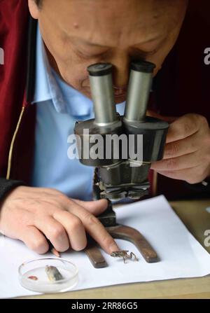 210421 -- CHENGDU, April 21, 2021 -- Li Jian observes his subject through the microscope in his office at the Chengdu Institute of Biology of the Chinese Academy of Sciences in Chengdu, southwest China s Sichuan Province, on April 13, 2021. It is my duty to depict these cute animals from the best angles, with the most accurate details, and in the closest colors for the readers, said Li Jian, a 60-year-old senior experimentalist of the Chengdu Institute of Biology of the Chinese Academy of Sciences. Li has been drawing for scientific purposes since he joined the institute in 1978, during which Stock Photo