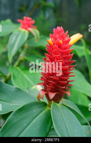 Costus comosus var. bakeri, Spiral ginger, red inflorescence with bright yellow tubular flowers Stock Photo