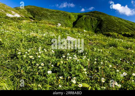 Asahi Mountain Range, white flowers, alpaine plants, Kitsuneana shelter hut,100 mountains of Japan, Yamagata, Tohoku, Japan, Asia Stock Photo