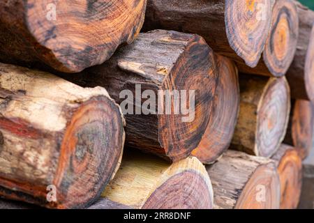 Piles of Siamese rosewood trees stacked on top of each other Stock Photo