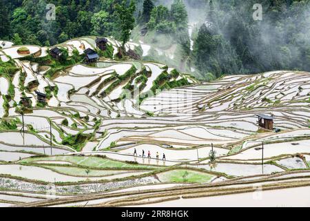 210509 -- GUIYANG, May 9, 2021 -- Villagers walk in Jiabang terraced fields in Congjiang County, southwest China s Guizhou Province, May 4, 2021. Persistent wet weather shrouds the terraces with a blanket of cloud and mist on most mornings. The dreamy landscape is what you can fancy and find in pictures snapped by Mo Xiaoshu. Mo, a 39-year-old civil servant, has taken more than 100,000 photos recording Jiabang terraced fields in Congjiang County in the past 13 years. His work went viral online and attracted bevies of shutterbugs to visit the rice terraces. Jiabang has something special -- fish Stock Photo