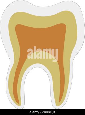 anatomical shape tooth dentin enamel pulp Stock Vector