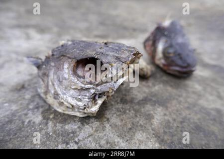 Detail of fish wasted and thrown in the trash, spoiled food Stock Photo