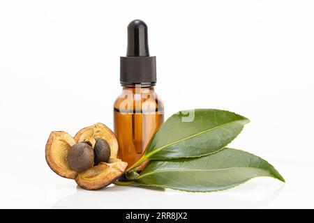 Camellia essential oil amber bottle, camellia nut with seeds and leaves on white background Stock Photo