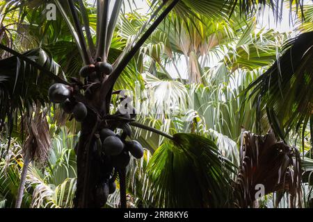 Coco de mer palm tree with fruits, Lodoicea. Vallee de Mai, Praslin island, Seychelles Stock Photo