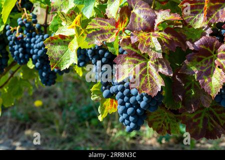 Ripe Red Grapes Hanging on a Grapevine in a Vineyard. France Stock Photo