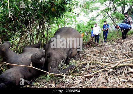 210514 -- NAGAON INDIA, May 14, 2021 -- Carcasses of elephants are seen in Nagaon district, India s northeastern state of Assam, on May 14, 2021. At least 18 elephants were suspected to have been killed by lightning, according to the preliminary reports given by the forest officials. Str/Xinhua INDIA-NAGAON-ELEPHANTS-DEATH Stringer PUBLICATIONxNOTxINxCHN Stock Photo