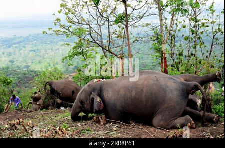 210514 -- NAGAON INDIA, May 14, 2021 -- Carcasses of elephants are seen in Nagaon district, India s northeastern state of Assam, on May 14, 2021. At least 18 elephants were suspected to have been killed by lightning, according to the preliminary reports given by the forest officials. Str/Xinhua INDIA-NAGAON-ELEPHANTS-DEATH Stringer PUBLICATIONxNOTxINxCHN Stock Photo