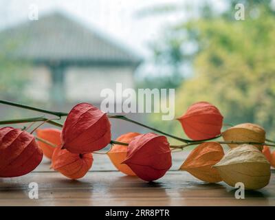 Rural still life with a branch of physalis peruviana, selective focus. Cape gooseberry or goldenberry Stock Photo