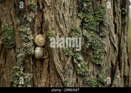 Photo of tree texture with moss on it. Stock Photo