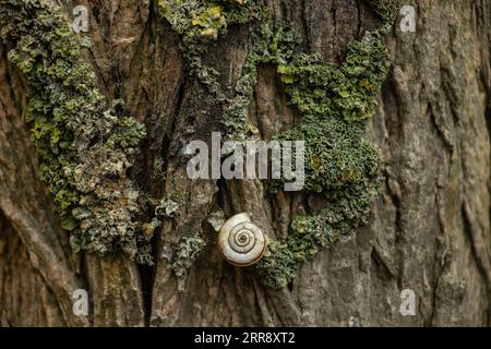 Photo of tree texture with moss on it. Stock Photo
