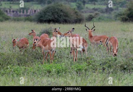 210521 -- NAIROBI, May 21, 2021 -- Impalas forage at Nairobi National Park in Nairobi, capital of Kenya, May 19, 2021. The International Day for Biological Diversity falls on May 22.  AFRICA-BIODIVERSITY-ANIMAL LongxLei PUBLICATIONxNOTxINxCHN Stock Photo