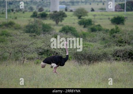 210521 -- NAIROBI, May 21, 2021 -- An ostrich is seen at Nairobi National Park in Nairobi, capital of Kenya, May 19, 2021. The International Day for Biological Diversity falls on May 22.  AFRICA-BIODIVERSITY-ANIMAL LongxLei PUBLICATIONxNOTxINxCHN Stock Photo