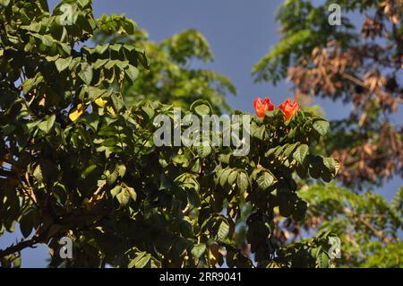 210521 -- NAIROBI, May 21, 2021 -- Undated file photo provided by Sino-Africa Joint Research Center  shows Spathodea Campanulata Beauv., or African Tulip Tree, which is commonly found in Africa. The International Day for Biological Diversity falls on May 22. /Handout via Xinhua AFRICA-BIODIVERSITY-PLANTS SAJOREC PUBLICATIONxNOTxINxCHN Stock Photo