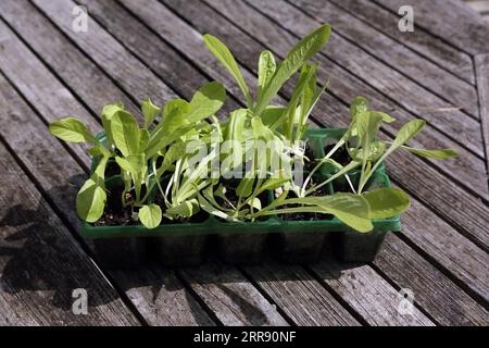 Lettuce Growing in Modules Stock Photo
