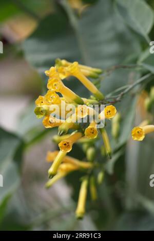 Nicotiana glauca flowers Stock Photo
