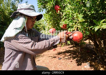 (230907) -- YESUD HAMA'ALA, Sept. 7, 2023 (Xinhua) -- A man harvests pomegranates at a field in the village of Yesud HaMa'ala, northern Israel, on Sept. 6, 2023. (Ayal Margolin/JINI via Xinhua) Stock Photo