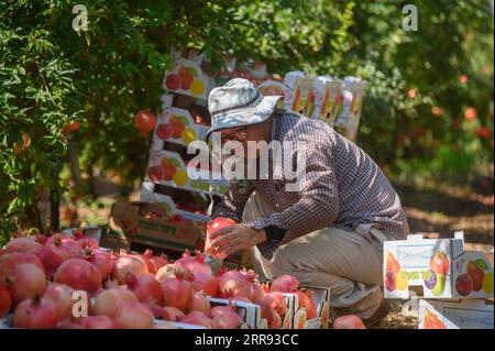 (230907) -- YESUD HAMA'ALA, Sept. 7, 2023 (Xinhua) -- A man packs harvested pomegranates at a field in the village of Yesud HaMa'ala, northern Israel, on Sept. 6, 2023. (Ayal Margolin/JINI via Xinhua) Stock Photo