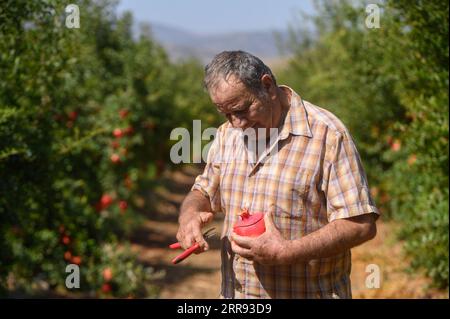 (230907) -- YESUD HAMA'ALA, Sept. 7, 2023 (Xinhua) -- A man peels a pomegranate at a field in the village of Yesud HaMa'ala, northern Israel, on Sept. 6, 2023. (Ayal Margolin/JINI via Xinhua) Stock Photo