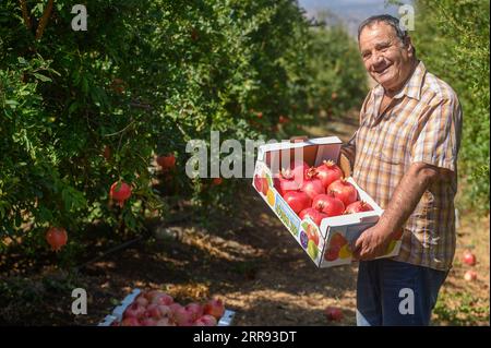 (230907) -- YESUD HAMA'ALA, Sept. 7, 2023 (Xinhua) -- A man presents harvested pomegranates at a field in the village of Yesud HaMa'ala, northern Israel, on Sept. 6, 2023. (Ayal Margolin/JINI via Xinhua) Stock Photo