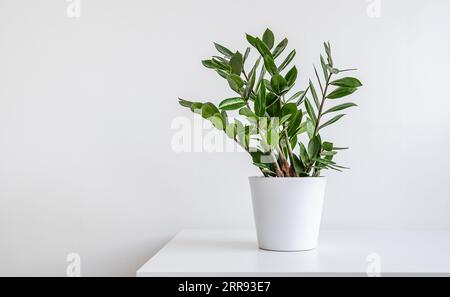 Zamioculcas, or Zanzibar gem plant in a white flower pot on a white table, home gardening and minimal home decor concept with copy space Stock Photo