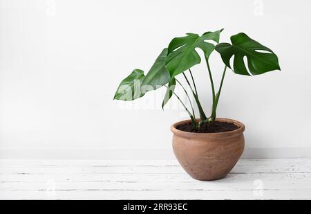 Monstera deliciosa or Swiss Cheese Plant in a clay pot on a white background, home gardening and connecting with nature, with copy space Stock Photo