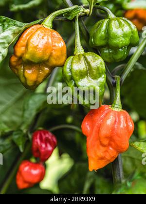 Red and green peppers growing on a chilli plant. Stock Photo