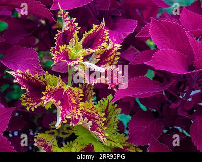 Coleus plant with vibrant yellow, purple, red leaves closeup Stock Photo