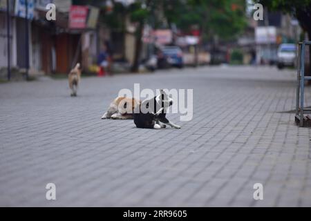 210529 -- ASSAM, May 29, 2021 -- Stray dogs sleep on an empty street during a lockdown in Nagaon district of India s northeastern state of Assam, May 29, 2021. India s COVID-19 tally reached 27,729,247 on Saturday, with 173,790 new cases added during the past 24 hours, said the federal health ministry. Str/Xinhua INDIA-ASSAM-COVID-19-LOCKDOWN JavedxDar PUBLICATIONxNOTxINxCHN Stock Photo