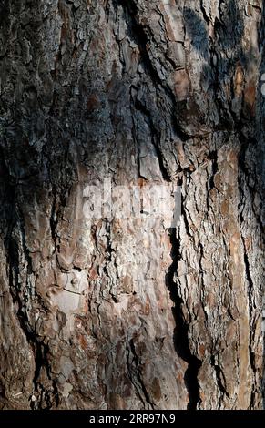 scots pine tree bark background Stock Photo