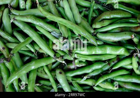 freshly picked green organic broad beans Stock Photo