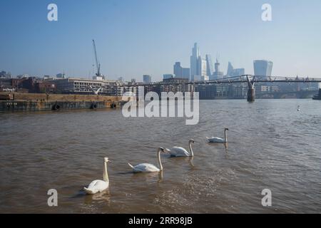 London UK. 7 September 2023  Swans swimming on the river Thames  in the bright sunshine as the late summer heatwave in the capital continues . The UK Health Security Agency' has issued a heart alert warning as the Hottest day is expected on Saturbay  with temperatures of 32C Credit amer ghazzal/Alamy Live News Stock Photo