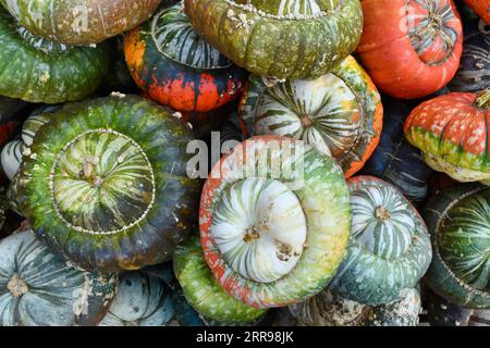 Top view of many colorful Turban squashes with warts and stripes on skin Stock Photo