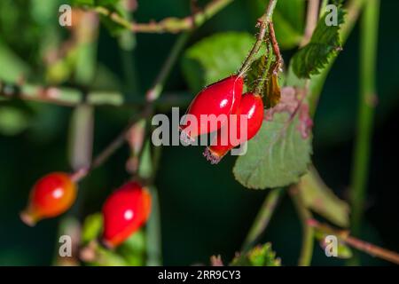 Rose hips or rose haw and rose hep fruit of a rose plant. Stock Photo