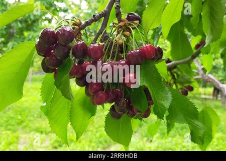 210617 -- GILGIT, June 17, 2021 -- Photo taken on June 15, 2021 shows cherries growing in a tree in Gilgit city in Pakistan s northern Gilgit-Baltistan region. According to Pakistan s Ministry of Planning, Development and Special Initiatives, cherry is grown at over 2,500 hectares of land in Pakistan with Gilgit-Baltistan and the southwestern Balochistan province being the two major cherry producing areas of the country, and Pakistan s collective yield of cherry in 2016 was over 6,000 tons. TO GO WITH Feature: Pakistani farmers eye sweet cherries access to Chinese market Photo by /Xinhua PAKIS Stock Photo