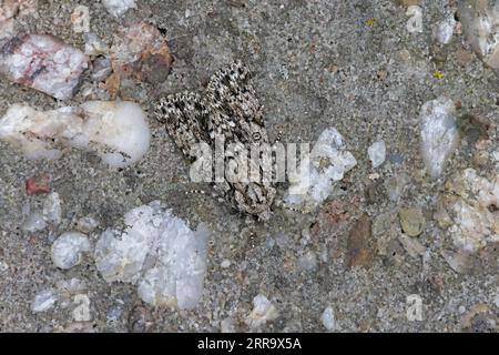 Knot Grass Moth on Skokholm Pembrokeshire wales Stock Photo