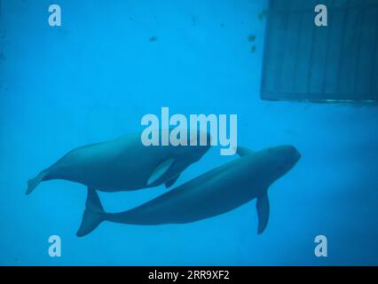 210706 -- WUHAN, July 6, 2021 -- Yangtze finless porpoise YYC swims with its mother in the water at the Institute of Hydrobiology IHB of Chinese Academy of Sciences in Wuhan, central China s Hubei Province, July 5, 2021. Yangtze finless porpoise YYC lives with its mother at the IHB of Chinese Academy of Sciences in Wuhan. The one-year-old Yangtze finless porpoise, known as smiling angel due to its mouth fixed in a permanent grin, was born on June 3, 2020. YYC s mother, Yangyang, 14 years old, was transferred from Poyang Lake to the institute thanks to ex-situ conservation at the age of 2 and i Stock Photo