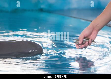 210706 -- WUHAN, July 6, 2021 -- A breeder feeds a Yangtze finless porpoise at the Institute of Hydrobiology IHB of Chinese Academy of Sciences in Wuhan, central China s Hubei Province, July 5, 2021. Yangtze finless porpoise YYC lives with its mother at the IHB of Chinese Academy of Sciences in Wuhan. The one-year-old Yangtze finless porpoise, known as smiling angel due to its mouth fixed in a permanent grin, was born on June 3, 2020. YYC s mother, Yangyang, 14 years old, was transferred from Poyang Lake to the institute thanks to ex-situ conservation at the age of 2 and its father, 16-year-ol Stock Photo