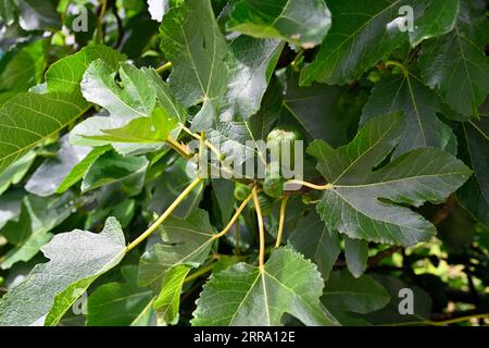 Fig tree (Ficus carica) growing with young fruit Stock Photo