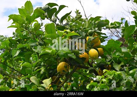 Lemons growing on tree Stock Photo