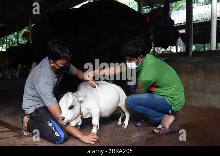 210711 -- SAVAR, July 11, 2021 -- Two men measure a dwarf cow called Rani at a farm in Savar on the outskirts of Dhaka, Bangladesh, July 8, 2021. The 26-inch long, 26-kg weigh cow called Rani, or Queen, has been applied for the Guinness Book of Records, with its owner claiming it to be the world s smallest cow. TO GO WITH Feature: World s smallest dwarf cow draws crowds in Bangladesh BANGLADESH-SAVAR-DWARF COW Salim PUBLICATIONxNOTxINxCHN Stock Photo