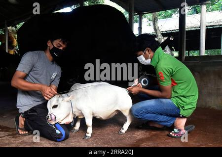 210711 -- SAVAR, July 11, 2021 -- Two men measure a dwarf cow called Rani at a farm in Savar on the outskirts of Dhaka, Bangladesh, July 8, 2021. The 26-inch long, 26-kg weigh cow called Rani, or Queen, has been applied for the Guinness Book of Records, with its owner claiming it to be the world s smallest cow. TO GO WITH Feature: World s smallest dwarf cow draws crowds in Bangladesh BANGLADESH-SAVAR-DWARF COW Salim PUBLICATIONxNOTxINxCHN Stock Photo