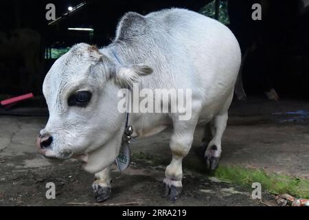 210711 -- SAVAR, July 11, 2021 -- Photo shows a dwarf cow called Rani at a farm in Savar on the outskirts of Dhaka, Bangladesh, July 8, 2021. The 26-inch long, 26-kg weigh cow called Rani, or Queen, has been applied for the Guinness Book of Records, with its owner claiming it to be the world s smallest cow. TO GO WITH Feature: World s smallest dwarf cow draws crowds in Bangladesh BANGLADESH-SAVAR-DWARF COW Salim PUBLICATIONxNOTxINxCHN Stock Photo