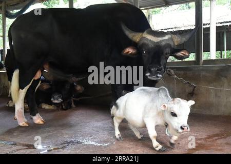 210711 -- SAVAR, July 11, 2021 -- Photo shows a dwarf cow called Rani front at a farm in Savar on the outskirts of Dhaka, Bangladesh, July 8, 2021. The 26-inch long, 26-kg weigh cow called Rani, or Queen, has been applied for the Guinness Book of Records, with its owner claiming it to be the world s smallest cow. TO GO WITH Feature: World s smallest dwarf cow draws crowds in Bangladesh BANGLADESH-SAVAR-DWARF COW Salim PUBLICATIONxNOTxINxCHN Stock Photo