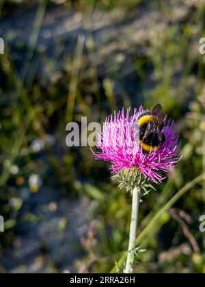 Bumblebee collecting pollen and flower nectar on a purple flower. High quality photo Stock Photo