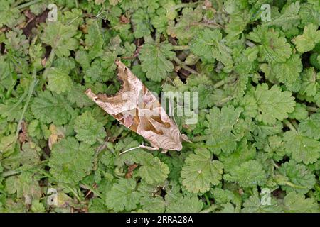 Angle Shades Moth on Skokholm Pembrokeshire wales Stock Photo