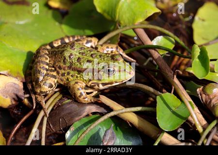 Marsh frog Rana ridibunda, green body with centre stripe dark blotches on body and legs eyes close together pointed face, resting on lily plants Stock Photo