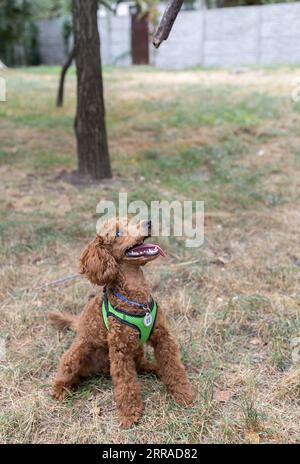 A red-brown toy poodle sits on dry grass in a park in autumn. Walk in the park with favorite pet, active games Stock Photo
