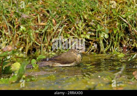 Eurasian Chiffchaff (Phylloscopus collybita) adult bathing in pond  Eccles-on-sea, Norfolk, UK.              April Stock Photo